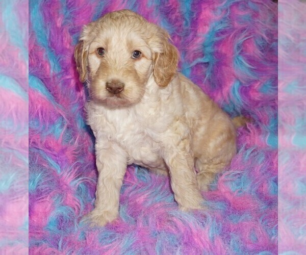 Medium Photo #3 Labradoodle mix (+ Poodle Standard) Puppy For Sale in LA HABRA, CA, USA