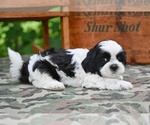 Small #1 Shih Tzu