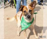 Small Photo #6 Red Heeler-Unknown Mix Puppy For Sale in Washington, DC, USA