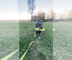 Small #4 American Pit Bull Terrier-Labrador Retriever Mix