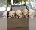 Small #1 Golden Retriever