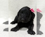 Small #4 Goldendoodle