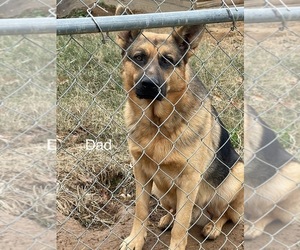 Father of the German Shepherd Dog puppies born on 05/21/2025