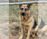 Small Photo #1 German Shepherd Dog Puppy For Sale in RICHLAND, IN, USA