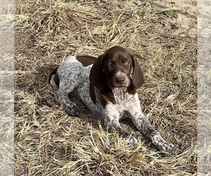 German Shorthaired Pointer Puppy for sale in WARSAW, NC, USA