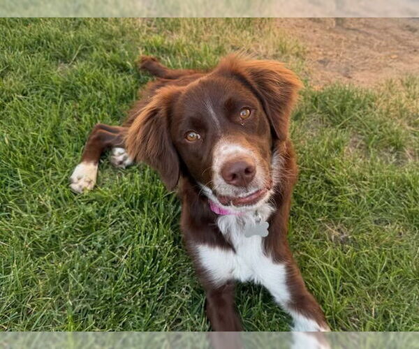 Medium Photo #3 Brittany Puppy For Sale in Curwensville, PA, USA