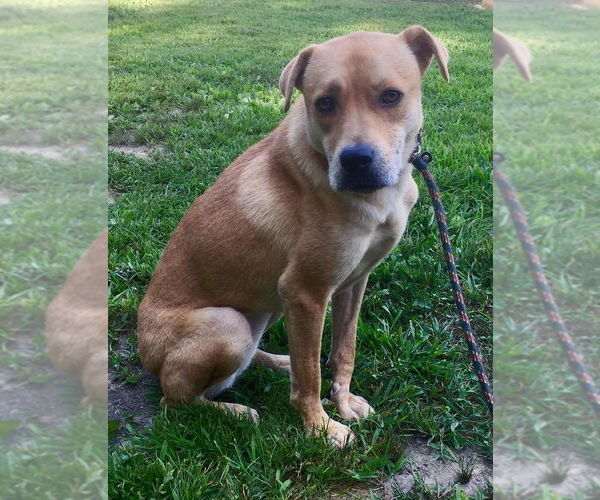 Medium Photo #1 Labrador Retriever-Unknown Mix Puppy For Sale in New York, NY, USA