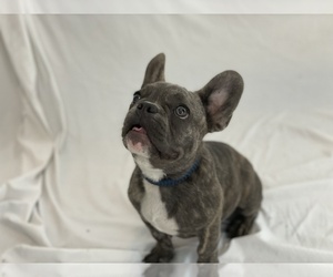 French Bulldog Puppy for Sale in HUDSON, Florida USA