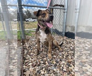 Plott Hound Dogs for adoption in Rosenberg, TX, USA