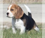 Small Photo #7 Beagle Puppy For Sale in MORRILL, KS, USA