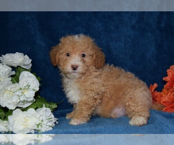 Medium Photo #3 Poodle (Miniature) Puppy For Sale in BARNESVILLE, KS, USA
