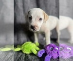 Small #1 Labrador Retriever Mix