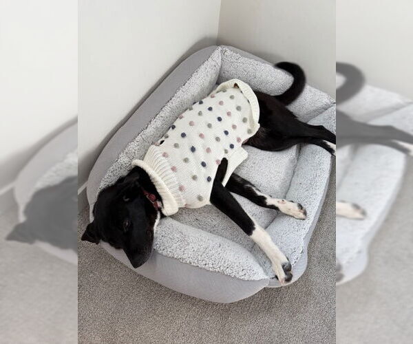 Medium Photo #7 Labrador Retriever-Unknown Mix Puppy For Sale in Sandy, UT, USA