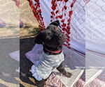 Small #6 Mutt