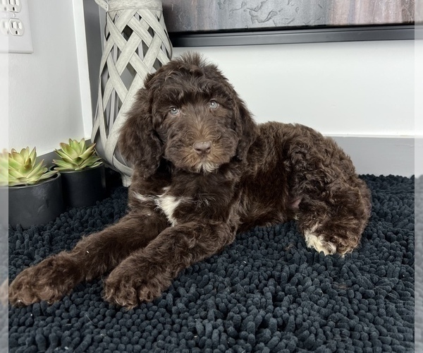 Medium Photo #3 Miniature Labradoodle Puppy For Sale in FRANKLIN, IN, USA