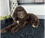 Small Photo #3 Miniature Labradoodle Puppy For Sale in FRANKLIN, IN, USA