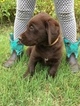 Small Photo #5 Labrador Retriever Puppy For Sale in JARRELL, TX, USA