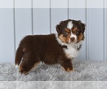 Small #1 Miniature Australian Shepherd