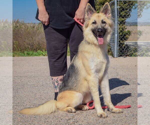 Medium Photo #4 Collie-German Shepherd Dog Mix Puppy For Sale in Huntley, IL, USA