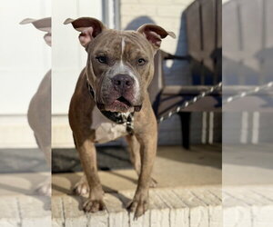 Bull Terrier-Unknown Mix Dogs for adoption in Holly Springs, NC, USA