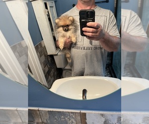 Pomeranian Puppy for sale in ORANGE CITY, FL, USA