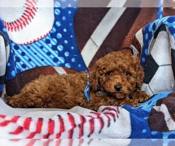 Medium Photo #4 Cavapoo Puppy For Sale in KIRKWOOD, PA, USA
