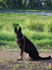 German Shepherd Dog Puppy for sale in PENROSE, CO, USA