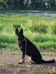 Small Photo #1 German Shepherd Dog Puppy For Sale in PENROSE, CO, USA