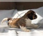 Small Photo #5 Cavachon Puppy For Sale in LAUREL, MD, USA