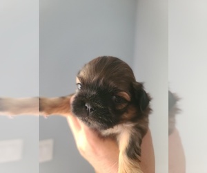 Shih Tzu Puppy for sale in WESLEY CHAPEL, FL, USA