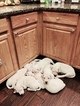Small Photo #12 Dogo Argentino Puppy For Sale in LUTZ, FL, USA