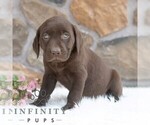 Small #4 Labrador Retriever