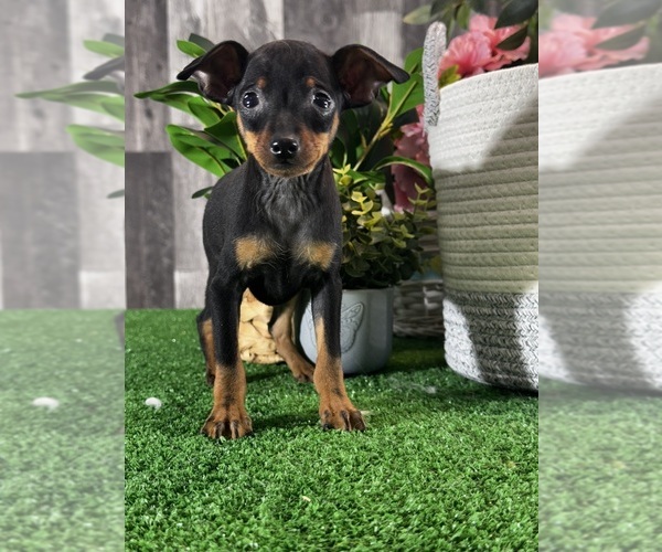 Medium Photo #5 Miniature Pinscher Puppy For Sale in CANOGA, NY, USA