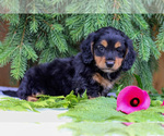 Puppy Little Bear Dachshund