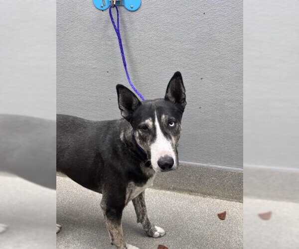 Medium Photo #1 Bull Terrier-Unknown Mix Puppy For Sale in Las Vegas, NV, USA