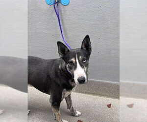 Bull Terrier-Unknown Mix Dogs for adoption in Las Vegas, NV, USA