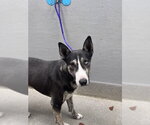 *ITSY BITSY - Male Bull Terrier-Unknown Mix Dog for Adoption - Small photo