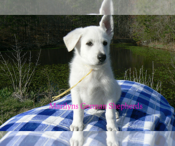 Medium Photo #5 German Shepherd Dog Puppy For Sale in PIEDMONT, MO, USA