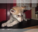 Small Photo #1 Wolf Hybrid Puppy For Sale in BECKLEY, WV, USA