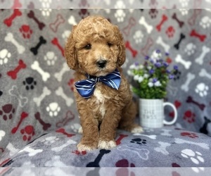 Miniature Labradoodle Puppy for sale in LAKELAND, FL, USA