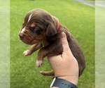 Puppy Red Catahoula Leopard Dog