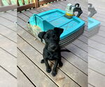 Small Photo #5 Labrador Retriever-Unknown Mix Puppy For Sale in Mooresville, NC, USA