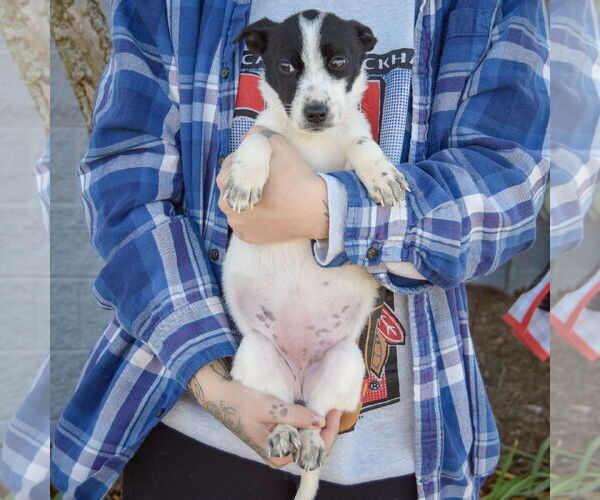 Medium Photo #4 Italian Greyhound-Jack Russell Terrier Mix Puppy For Sale in Huntley, IL, USA