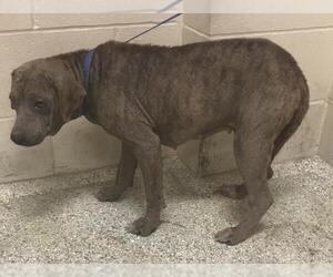 Mutt Dogs for adoption in Conroe, TX, USA