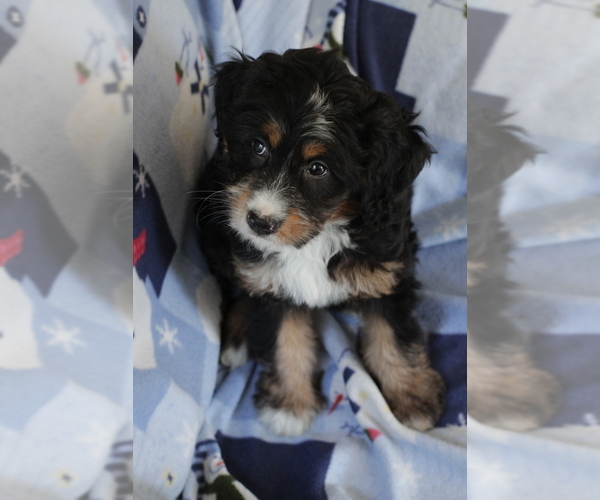 Medium Photo #15 Bernedoodle (Miniature) Puppy For Sale in MILWAUKEE, WI, USA