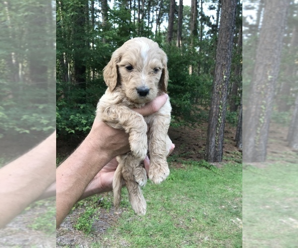 Medium Photo #5 Goldendoodle Puppy For Sale in PINEHURST, NC, USA