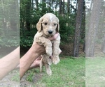Small Photo #5 Goldendoodle Puppy For Sale in PINEHURST, NC, USA