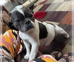 Small Photo #1 French Bulldog Puppy For Sale in PRINEVILLE, OR, USA