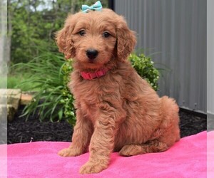 Goldendoodle Puppy for sale in COSHOCTON, OH, USA