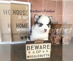 Small Photo #7 Pomsky Puppy For Sale in CASA GRANDE, AZ, USA